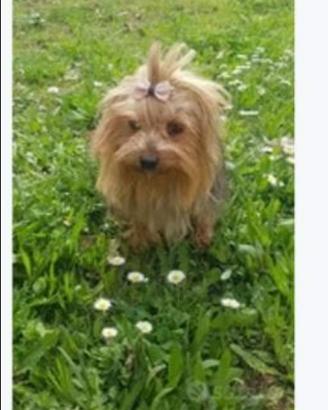 Yorkshire terrier