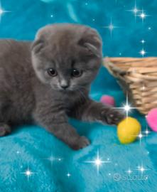 Gattina scottish fold