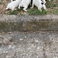 Cuccioli di jek zampa corta
