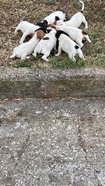 Cuccioli di jek zampa corta