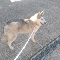 Husky