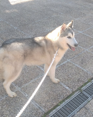 Husky