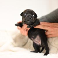 Cuccioli di Staffordshire Bull Terrier