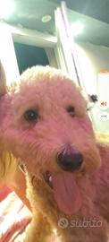 Vendita barboncino lagotto
