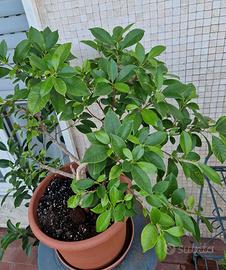Pre-Bonsai di Ficus Benjamin