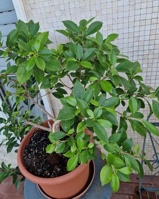 Pre-Bonsai di Ficus Benjamin