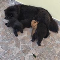 Cuccioli di chow chow