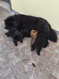 Cuccioli di chow chow