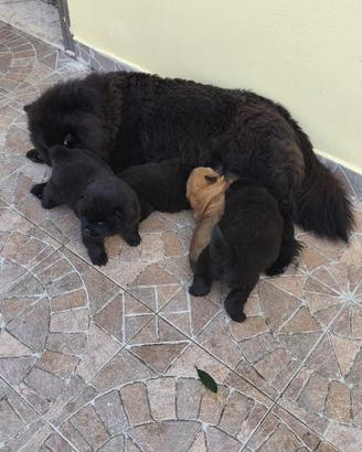 Cuccioli di chow chow
