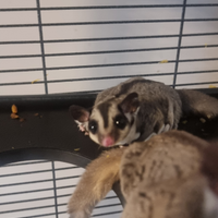 Petauro dello zucchero