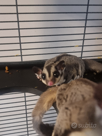 Petauro dello zucchero