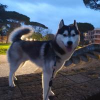 Disponibile per monta