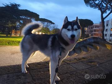 Disponibile per monta