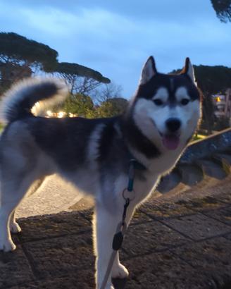 Disponibile per monta