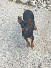 Cucciolo taglia piccolissima
