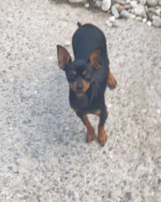 Cucciolo taglia piccolissima