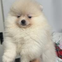 Spitz Nano Pomerania Pedegree Enci