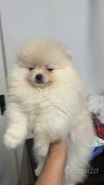 Spitz Nano Pomerania Pedegree Enci