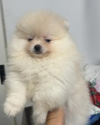 Spitz Nano Pomerania Pedegree Enci