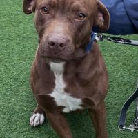 Dafne stupenda cucciolotta di incrocio pitt