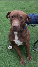 Dafne stupenda cucciolotta di incrocio pitt