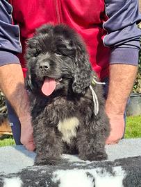 Cuccioli di Terranova d'allevamento riconosciuto