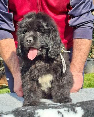 Cuccioli di Terranova d'allevamento riconosciuto