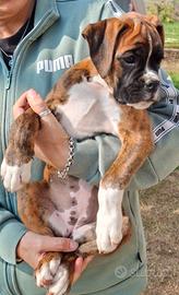 Cucciola boxer con pedigree