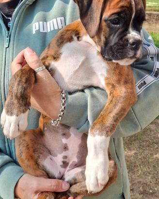 Cucciola boxer con pedigree