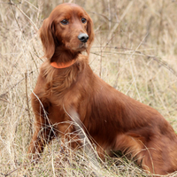 Setter Irlandese pronta caccia
