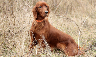 Setter Irlandese pronta caccia