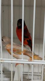Cardinalini