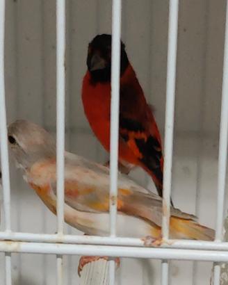 Cardinalini
