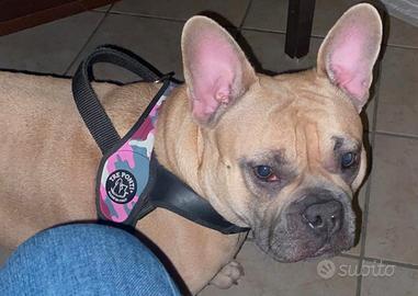 Cucciola American bully