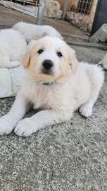 Cuccioli di 2 mesi in adozione