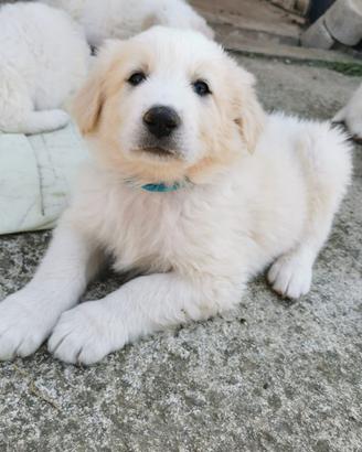 Cuccioli di 2 mesi in adozione