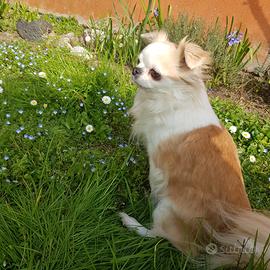 Chihuahua femmina con pedigree enci