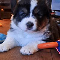 Cuccioli di Pastore Australiano