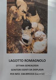 Cuccioli di Lagotto Romagnolo