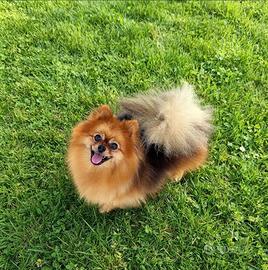 Pomerania Spitz femmina pedigree Enci