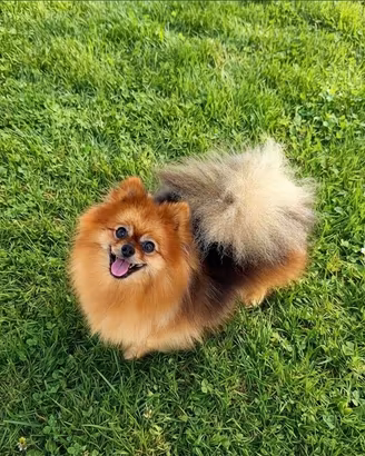 Pomerania Spitz femmina pedigree Enci