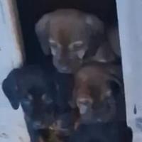 Cuccioli di Dachsbracke