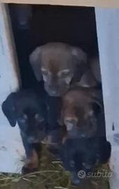 Cuccioli di Dachsbracke