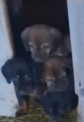 Cuccioli di Dachsbracke