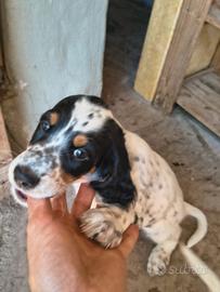 Cucciolo setter inglese tricolore