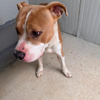 Cucciolo pitbul 6/8 mesi