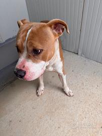 Cucciolo pitbul 6/8 mesi