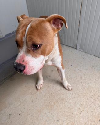 Cucciolo pitbul 6/8 mesi
