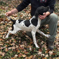 Bracco pointer