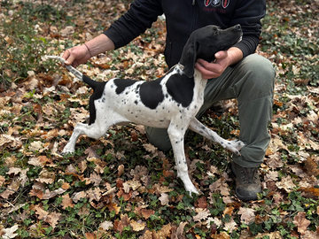 Bracco pointer